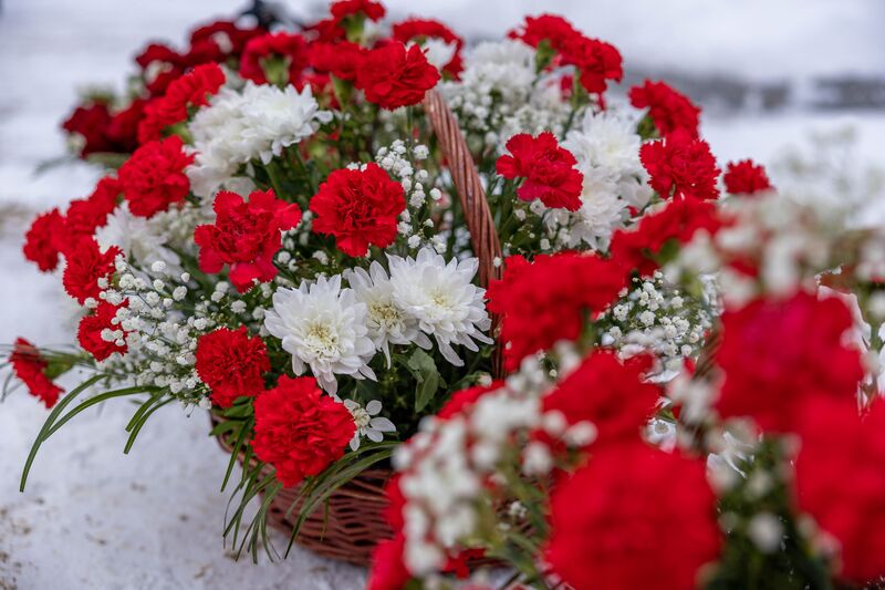 красные гвоздики