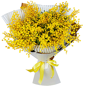 Bouquet of mimosa with delivery Tyumen