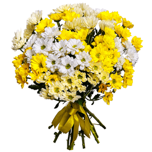 13 Daisy Poms with delivery Moscow