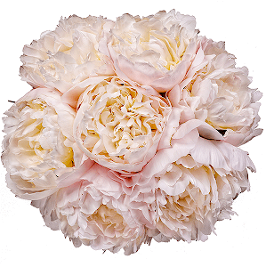 Peony white - 9, Ribbon