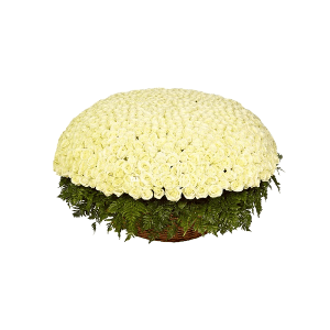 1001 White roses with delivery Moscow