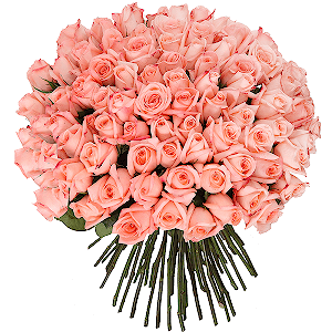Pink rose 50 cm - 161, Ribbon