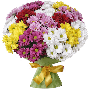Bacardi White Spray Chrysanthemum - 7, Bacardi Red Spray Chrysanthemum - 4, Bacardi Yellow Spray Chrysanthemum - 5, Bacardi Pink Spray Chrysanthemum - 7, Felt, Ribbon