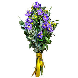 Irises - 12, Hypericum, Eucalyptus parvifolia (1 pc.), Ruscus, Ribbon