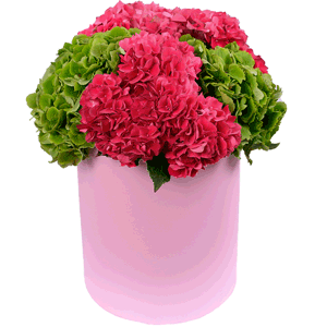 Pink Hydrangea - 4, Green Hydrangea - 3, Round flower box medium, Oasis, Film