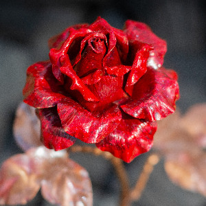 Ruby Dawn Rose with delivery Saint Petersburg