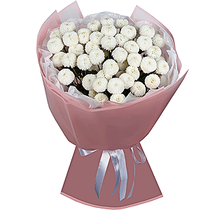Newton White Spray Chrysanthemum - 11, Wrapping Paper