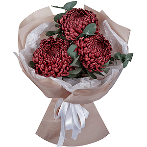 Chrysanthemum Bigoudi purple - 7, Eucalyptus, Wrapping Paper