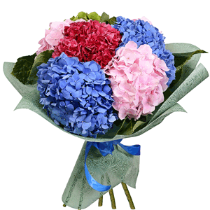 Bouquet of colorful hydrangeas with delivery Saint Petersburg