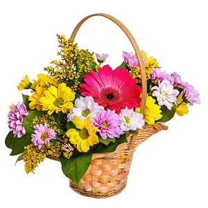 Gerbera pink - 3, Bacardi White Spray Chrysanthemum - 2, Bacardi Yellow Spray Chrysanthemum - 2, Bacardi Pink Spray Chrysanthemum - 1, Small Basket, Oasis, Solidago (1 pc.), Salal