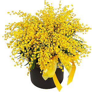 Mimosa - 8, Round flower box small , Oasis, Ribbon