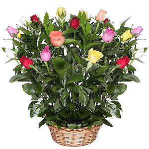 Tropical Dream with delivery Otradny