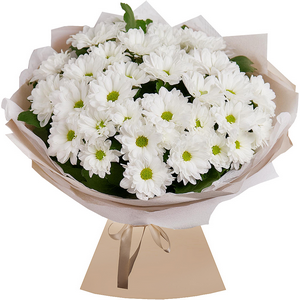 Bacardi White Spray Chrysanthemum - 11, Wrapping Paper, Ribbon
