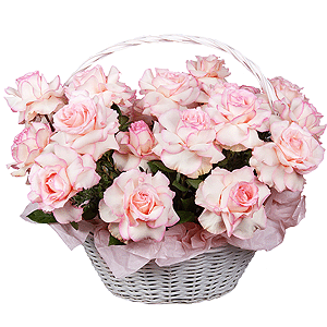 Rose Esperance - 33, Large Basket, Oasis, Pistachio, Wrapping Paper