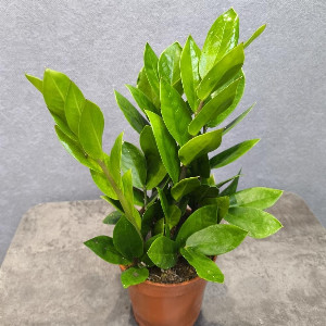 Zamioculcas "Dollar Tree" with delivery Saint Petersburg