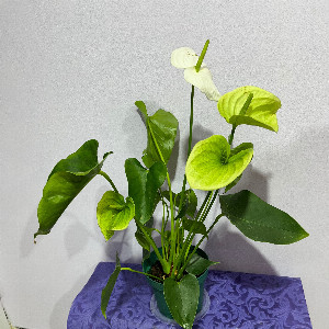 Anthurium "Gentleman's Happiness" with delivery Nizhniy-Novgorod