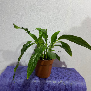Spathiphyllum "Lady's Happiness" with delivery Nizhniy-Novgorod