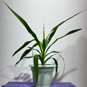 Yucca "Tropical Palm" with delivery Nizhniy-Novgorod