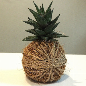 Kokedama "Mini Pineapple" with delivery Saint Petersburg