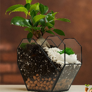 Bonsai In Florarium "Heart" with delivery Krasnodar