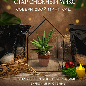 Florarium Kit "Snowy Mix Star" with delivery Krasnodar