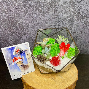 Golden Horseshoe Terrarium with delivery Omsk