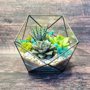 Florarium "Charm" with delivery Saint Petersburg