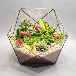 Forest Secret Terrarium with delivery Saint Petersburg