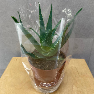 Aloe "Emerald Healer" with delivery Belgorod