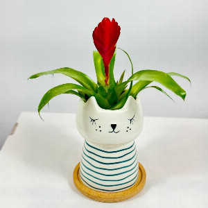 Комнатное растение "Линия роста"
