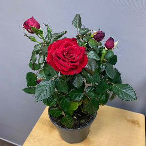 Rosa "Red Ruby" with delivery Belgorod