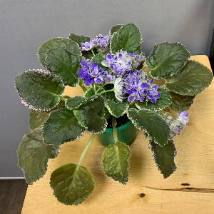 Saintpaulia "Lilac Dawn" with delivery Belgorod