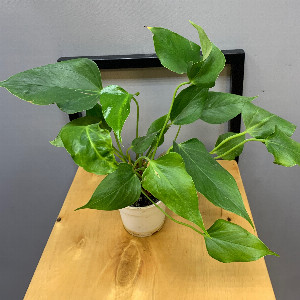 Male Power Anthurium with delivery Belgorod
