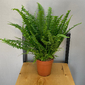 Forest Mystery Fern with delivery Belgorod