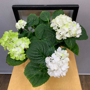 Lime Cloud Hydrangea with delivery Belgorod