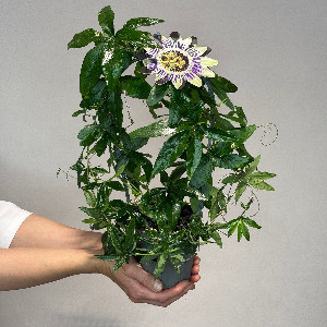 Exotic Crown Potted Plant with delivery Samara