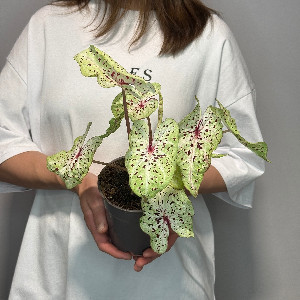 Tropical Lace Potted Plant with delivery Samara