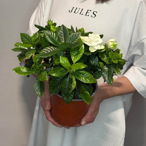 Jasmine Dawn Potted Plant with delivery Samara