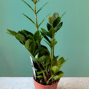 Oasis Breath Zamioculcas with delivery Tyumen