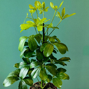 Forest Secret Schefflera with delivery Tyumen