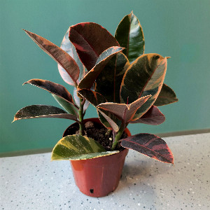 Dawn Melody Ficus with Variegated Leaves with delivery Tyumen