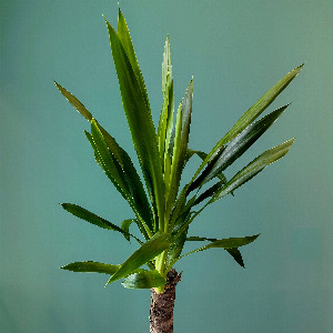 Emerald Peak Indoor Plant with delivery Tyumen