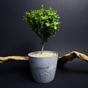 African Myrsine Live Bonsai Tree in Grey Pot with delivery Moscow