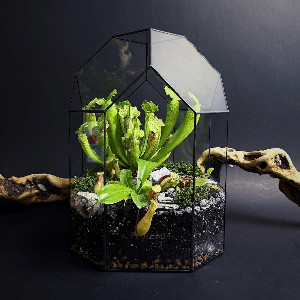 Predatory Mix Exotic Tiffany Glass Terrarium with delivery Moscow