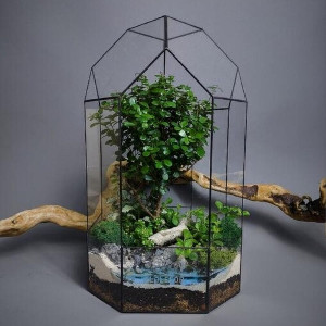 Large Lighthouse African Myrsine Terrarium with delivery Moscow