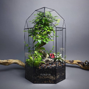 Large Bonsai Ligustrum Glass Terrarium with delivery Moscow