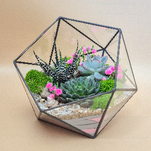 Geometric Terrarium "Pink Dreams" with Echeveria with delivery Saint Petersburg