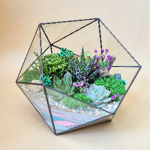 Geometric Terrarium "White Nights" in Icosahedron with delivery Saint Petersburg