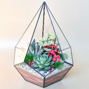Geometric Terrarium "Scarlet Flower" in Teardrop with delivery Saint Petersburg