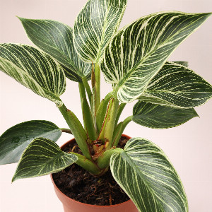Philodendron "Birkin" in a Pot with delivery Saint Petersburg